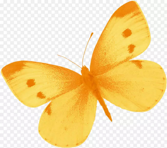 毛茸茸的蝴蝶，蝴蝶夹艺术，昆虫-黄色蝴蝶PNG飞行