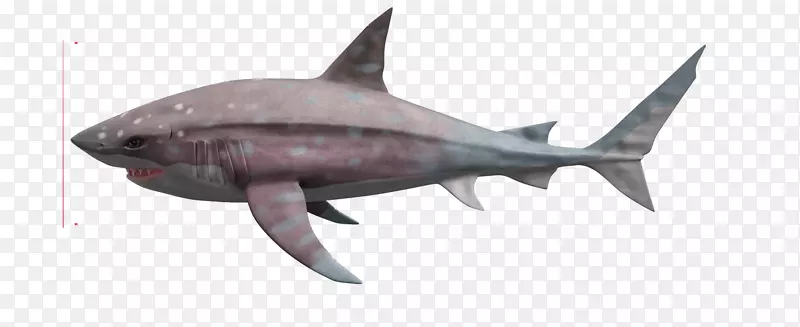 Megalodonpng图片老虎鲨桌面壁纸图片-颌骨透明png巨型图片
