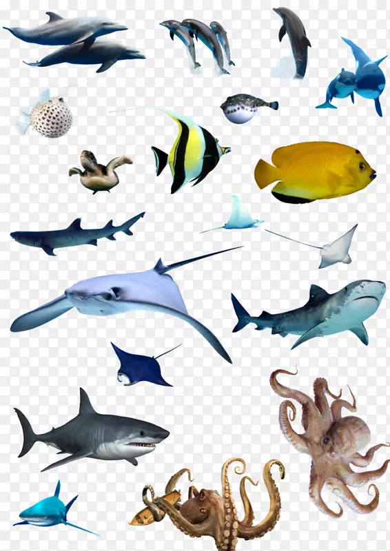 海洋生物、鱼类、海洋-海洋食物网-PNG海洋酸化