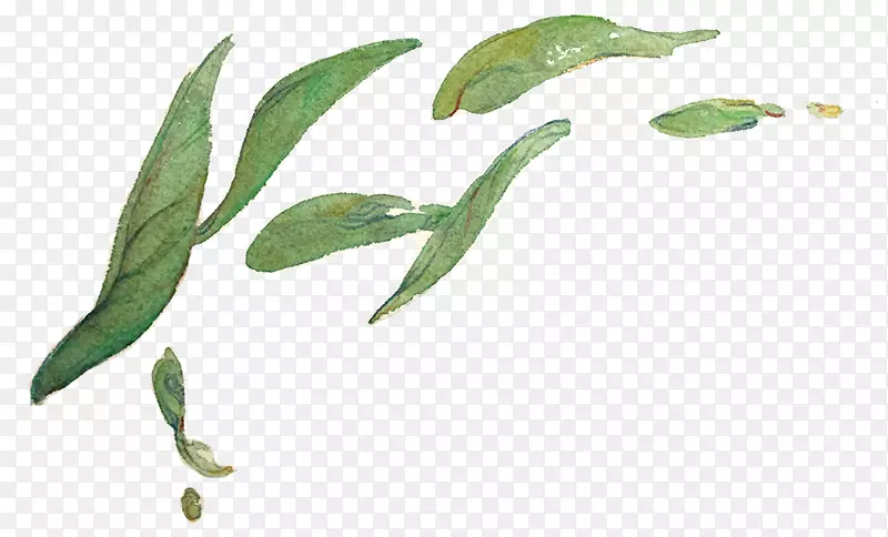 绿茶剪贴画泡茶植物-茶叶泡茶