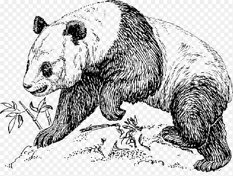 大熊猫画濒危物种熊夹艺术动物学