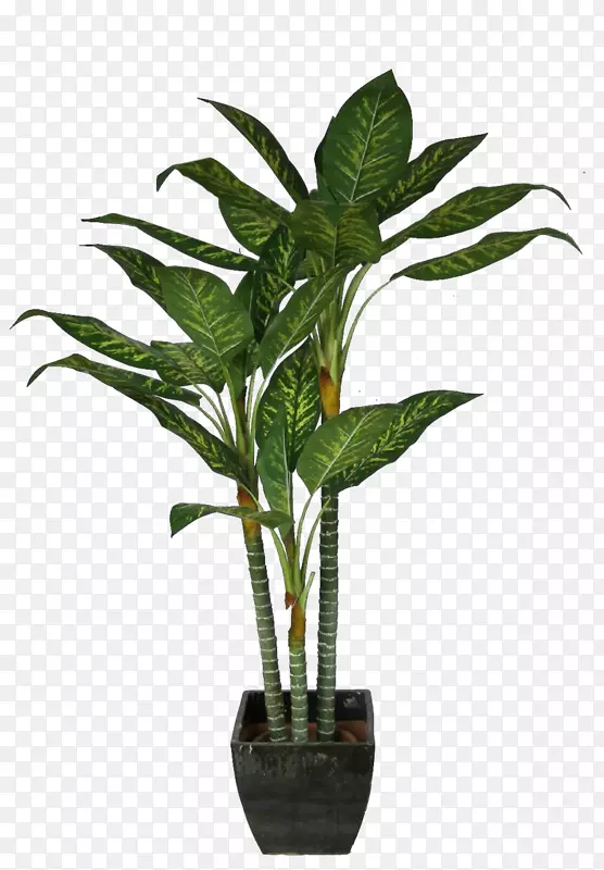 棕榈树椰子盆景植物