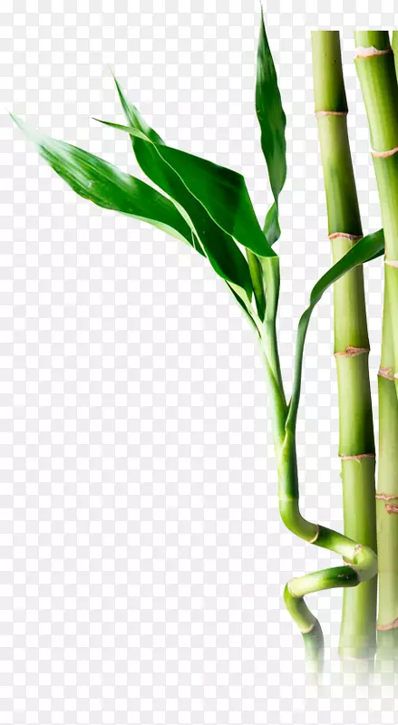 竹材摄影-竹制PNG植物茎