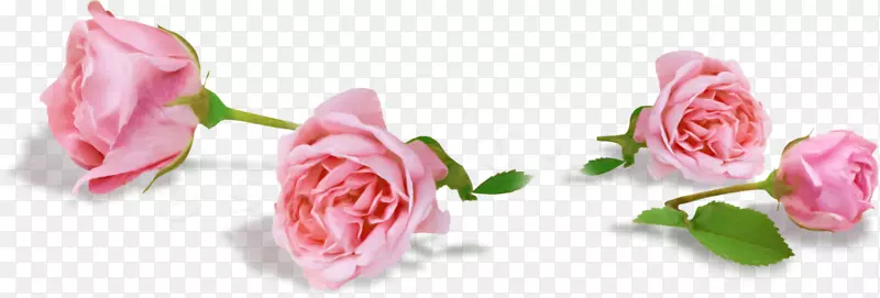 花园玫瑰，卷心菜，玫瑰，粉色花，瓷器，玫瑰