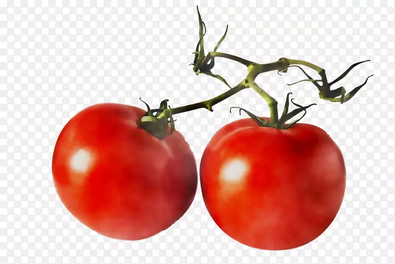 番茄砧木摄影食品蔬菜