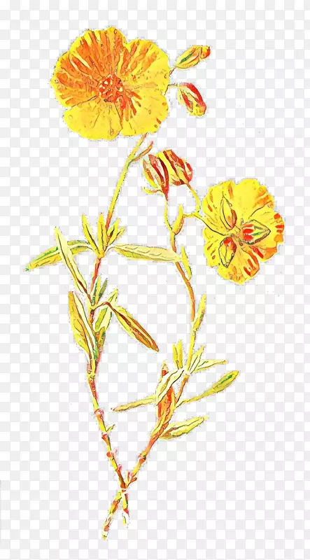 熟悉的野花植物学插图野花
