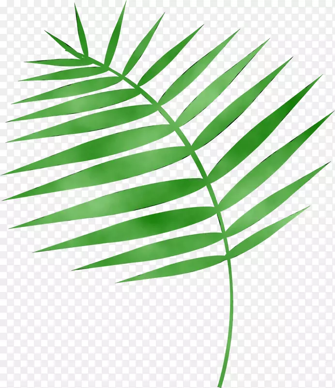 棕榈树植物茎草系叶