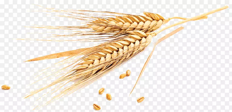 埃默尔谷类谷物小麦带普通小麦