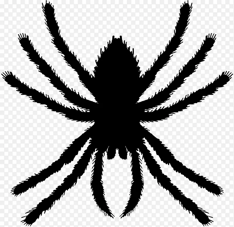 蜘蛛图形插图计算机图标