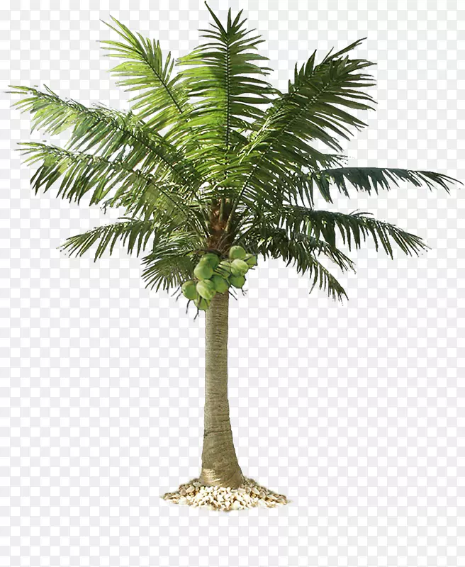 棕榈树剪贴画png图片图形墨西哥扇棕榈枝Png绿色