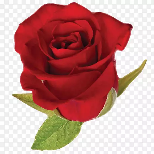 黑色玫瑰红png图片图形.向日葵PNG透明背景