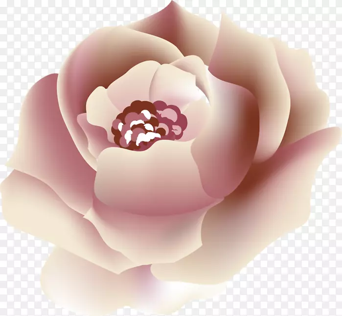 花园玫瑰，牡丹桌面壁纸，粉红m-美丽PNG图片