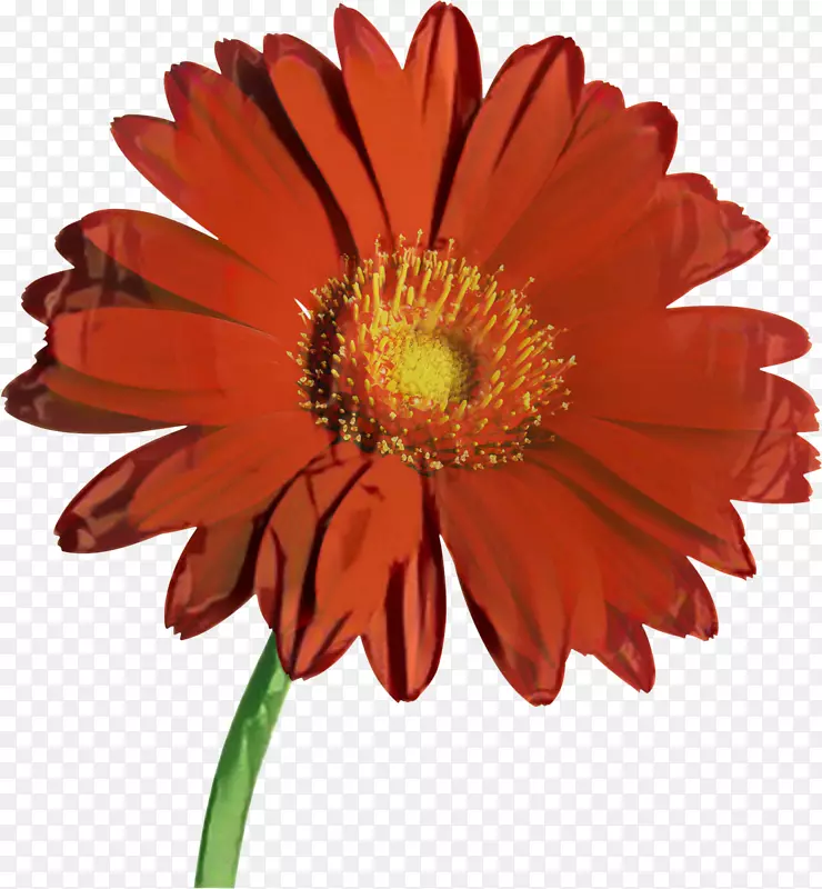 最爱的花夹艺术摄影特兰威雏菊
