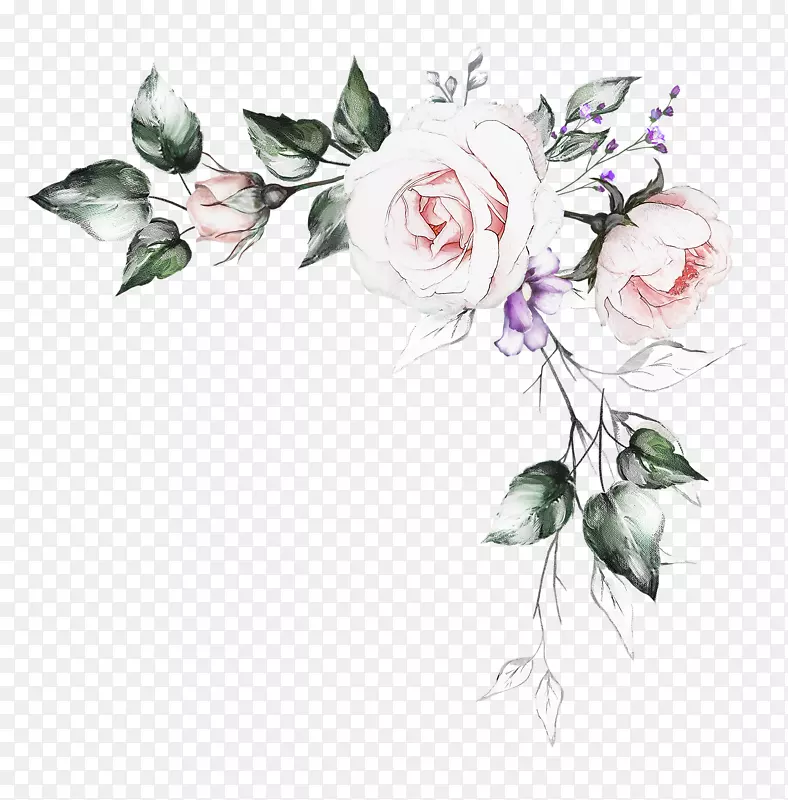 水彩画花园玫瑰插图-免费绘画鲜花PNG画