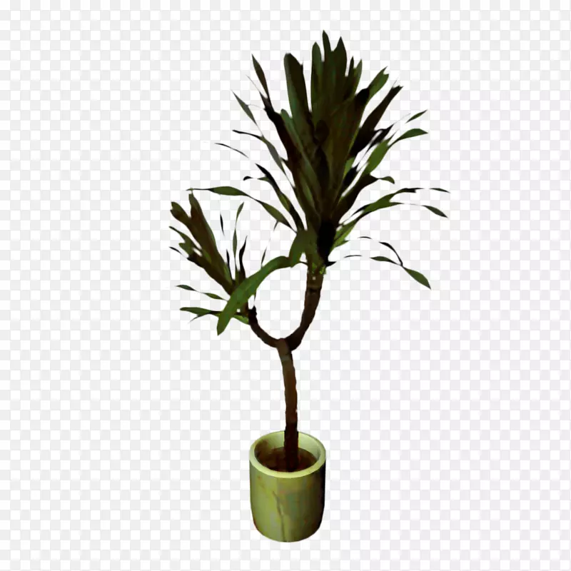 棕榈树花盆植物茎植物