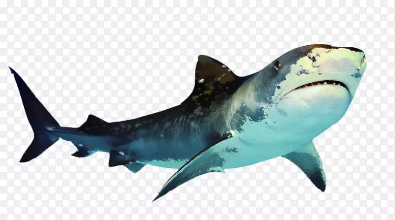 大白鲨png图片剪辑艺术透明度