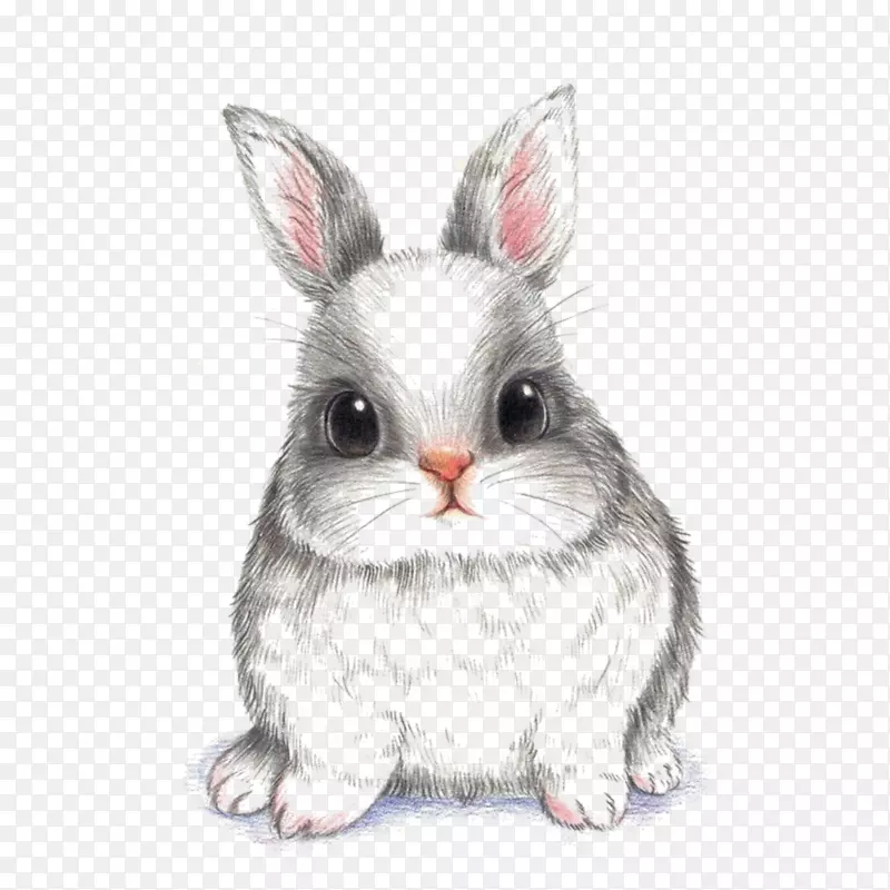 欧洲兔画形象兔画PNG素描