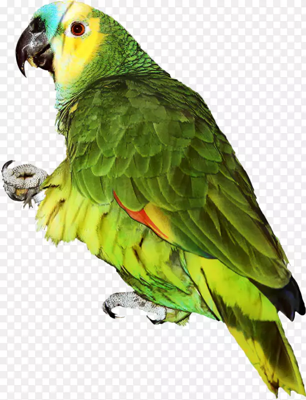 鹦鹉png图片剪辑艺术鹦鹉绿松石-正面亚马逊