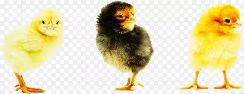 鸡类摄影-免版税插画