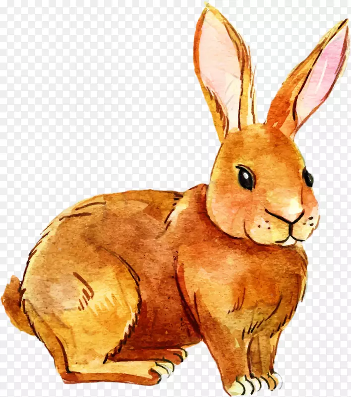家养兔子复活节兔须