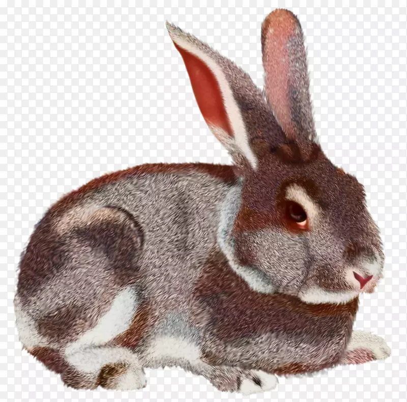 兔子国内兔夹艺术兔