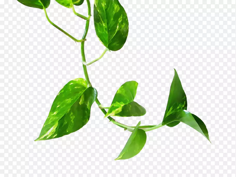贴纸设计绿色形象植物