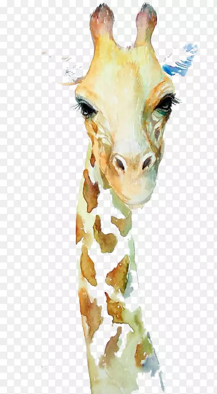 水彩画/水彩：动物画长颈鹿画PNG girrafe