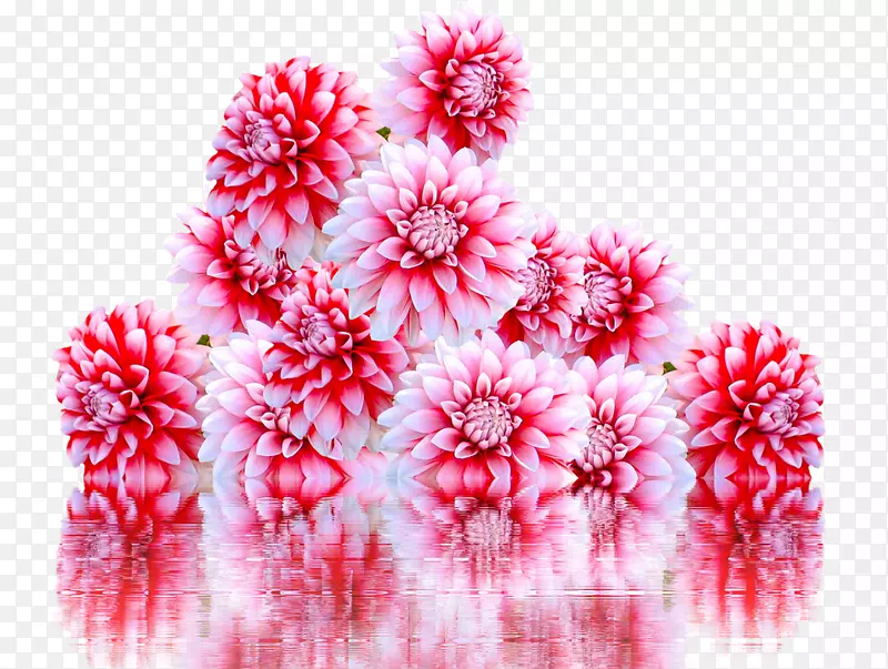 康乃馨切花，花瓣，png图片