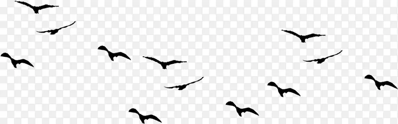 鸟类png图片剪辑艺术图形海鸥.飞鸟PNG剪贴画