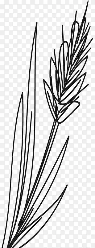 剪枝艺术植物茎黑白米叶
