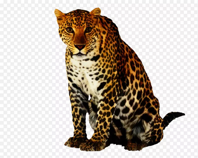 豹夹艺术猎豹png图片美洲虎