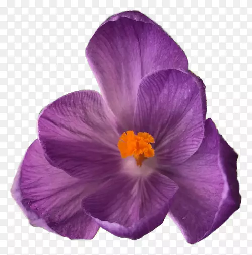 透明花束图片剪贴画-rm png紫色