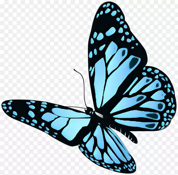 蝴蝶种群摄影昆虫图形插图