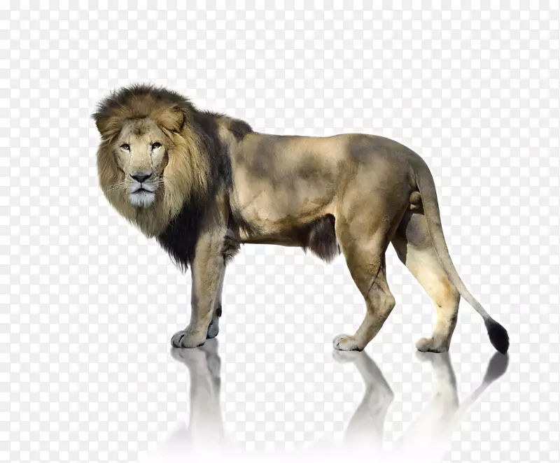 一只雄狮守护着我们的摄影-无版税图像-人类周边视觉