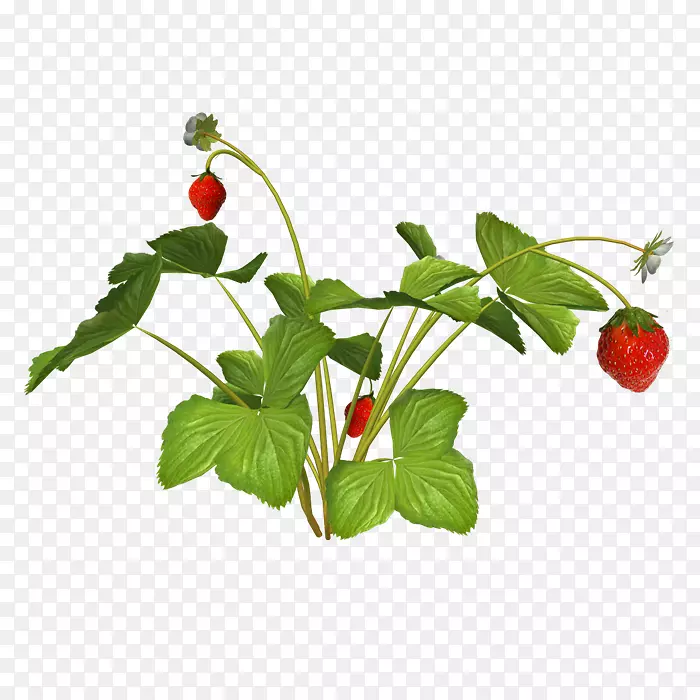 草莓派草莓树夹艺术png图片草莓植物透明