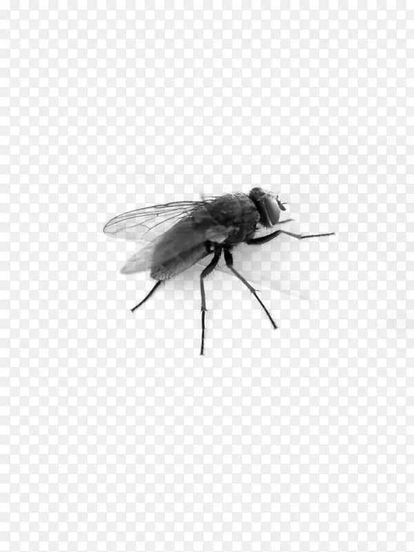 png图片剪贴画昆虫桌面壁纸图片-苍蝇PNG苍蝇