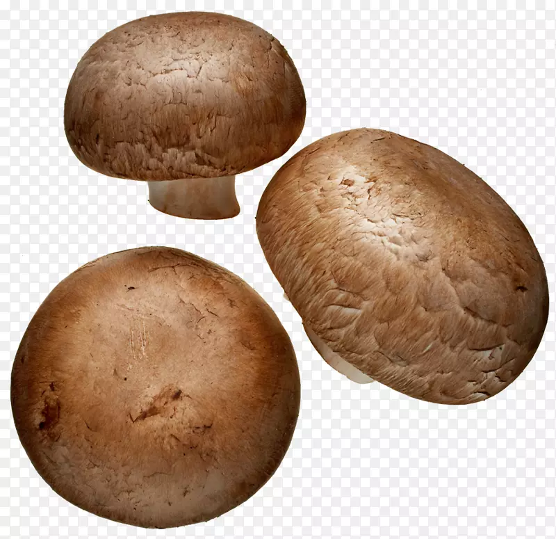 普通食用菌香菇平菇