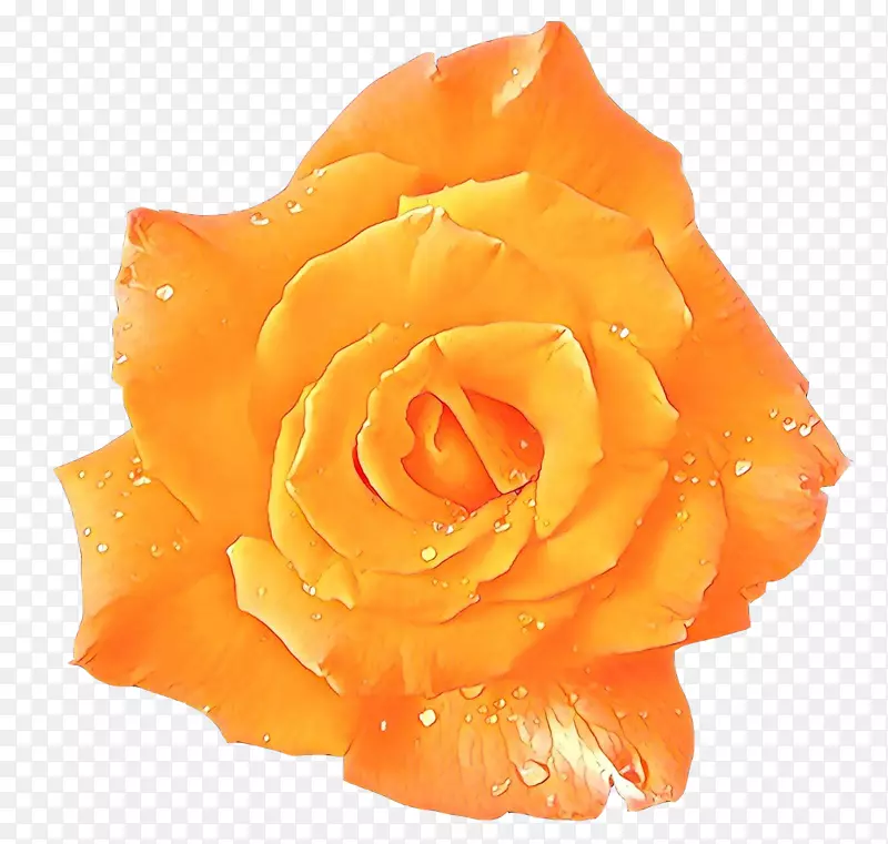 png图片花卉图像桌面壁纸玫瑰