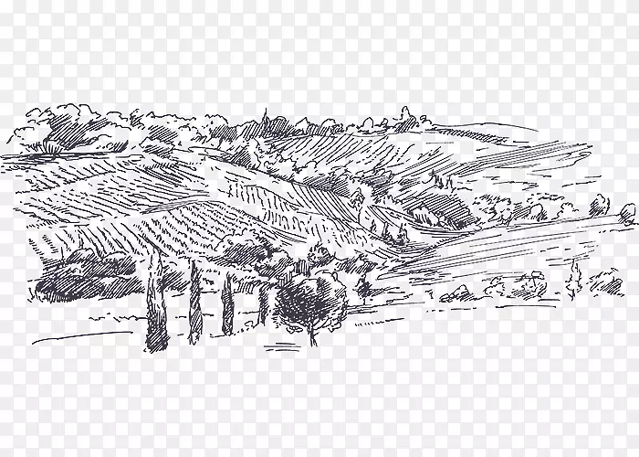 葡萄酒素描图形犹大山紫色葡萄园葡萄素描