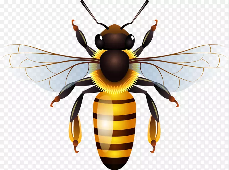 西方蜜蜂图形蜂巢-大黄蜂PNG剪贴画