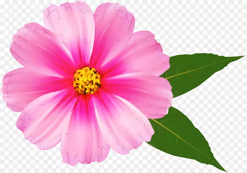 剪贴画桌面壁纸png图片粉红色花朵