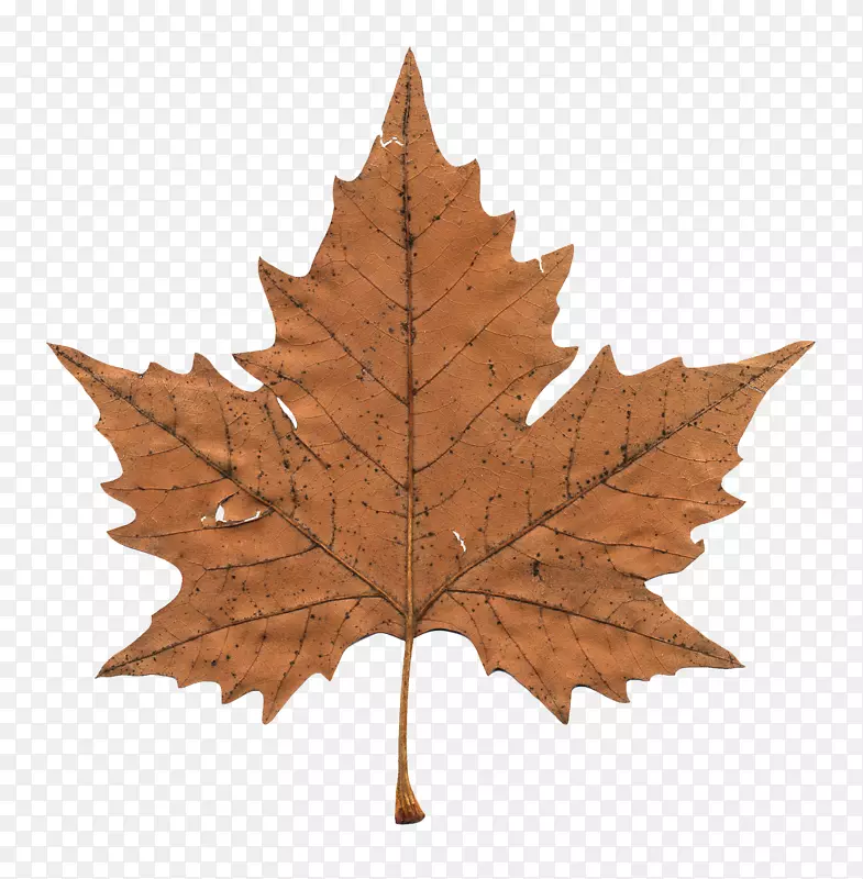 枫叶剪贴画透明图例-加拿大和枫叶