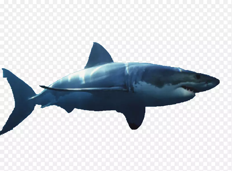 大白鲨形象锤头鲨公鲨鱼翅庞蒂布隆