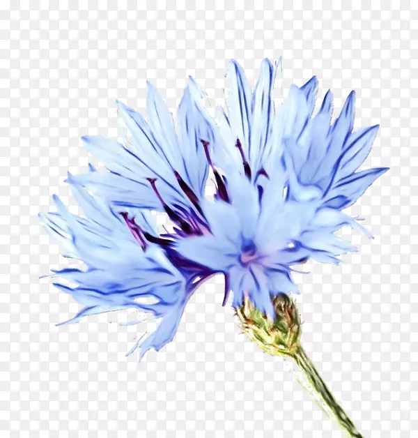 花卉剪贴画png图片植物象征蓝花