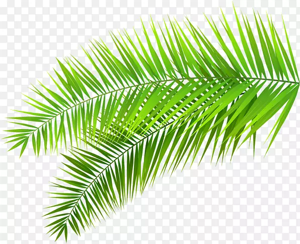 剪贴画png图片棕榈树叶棕榈树png热带