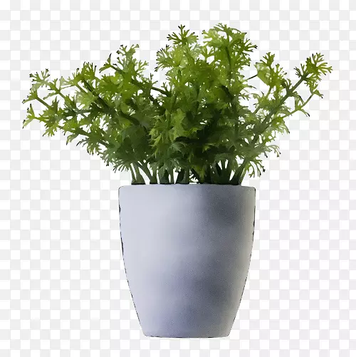 剪贴画png图片植物图像室内植物