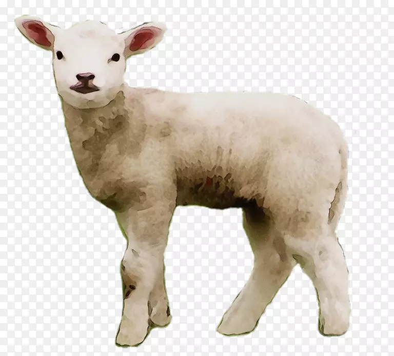 png图片剪贴画羊肉图像美利诺
