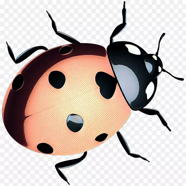 甲虫剪贴画鼻膜昆虫