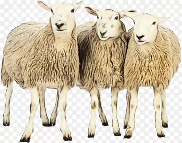 羊群摄影形象农业