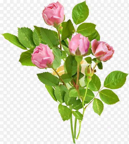 花园玫瑰，卷心菜，png图片，剪贴画，花卉-粉红色玫瑰，背景PNG pngtree